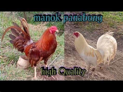 Quality MANOK Panabong .